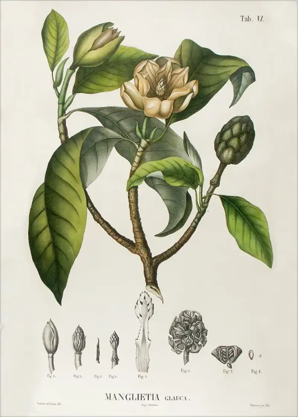 Aromatica - wydruk na papierze