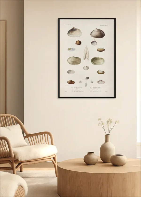 Plakat Muszelki