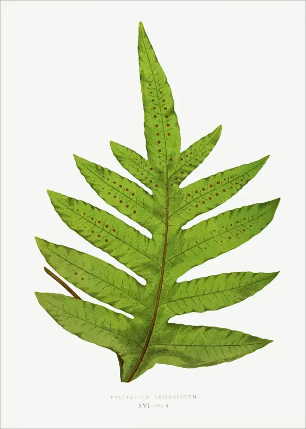 Plakat Paprotka Botanika No2