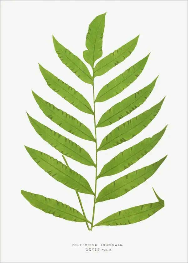 Plakat Paprotka Zwyczajna