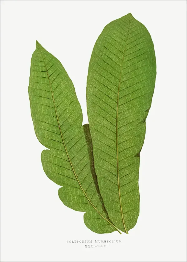 Plakat Botanika No 55