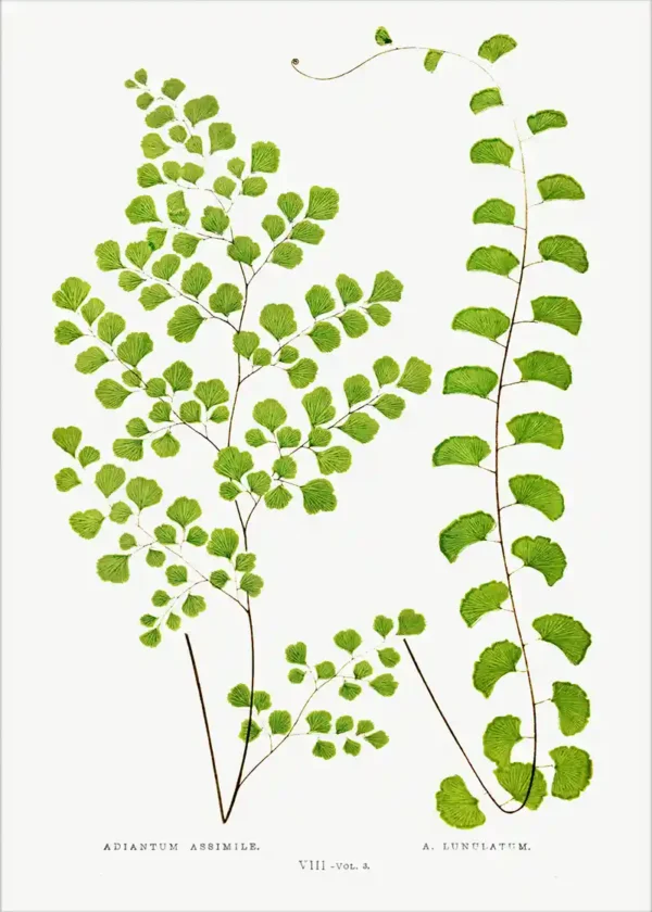 Plakat Roślina Ozdobna