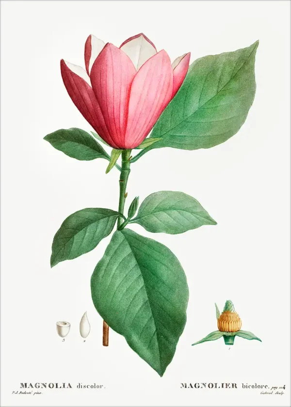 Magnolia No 5 - wydruk na papierze